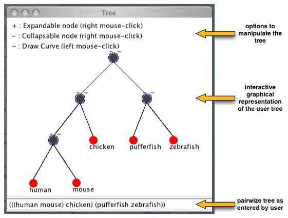 Phylogenetic tree